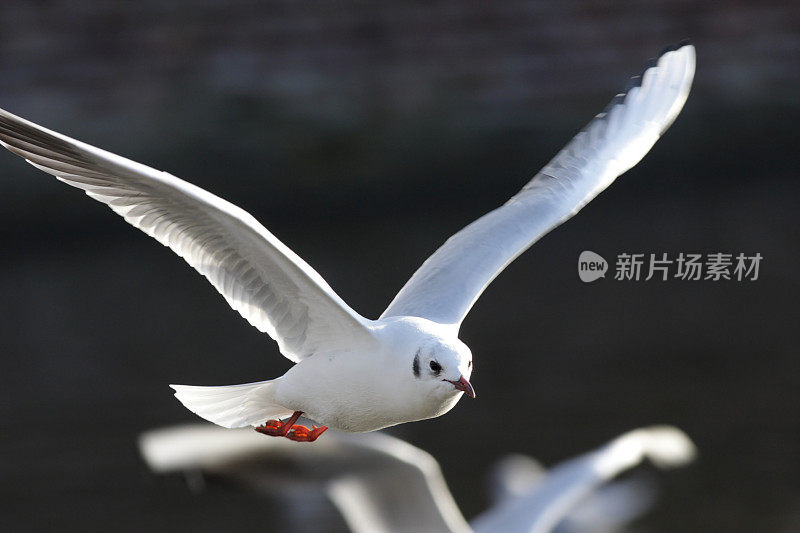 海鸥Larus ridibundus